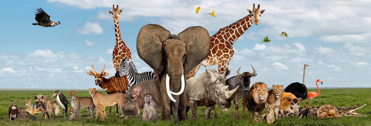 Kattints a lejátszáshoz